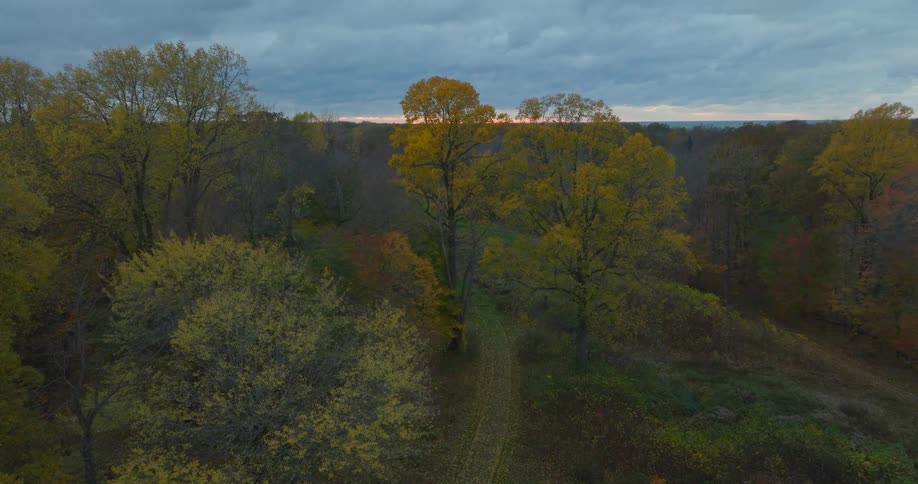 The fall trees are yellow in the forest