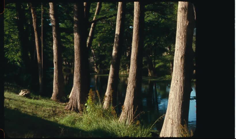 Trees by a lake