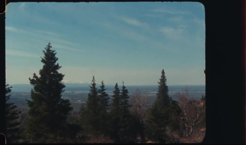 Pine trees in the hills caught on vintage film