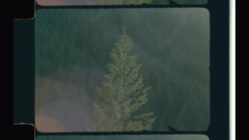 A forest of pine trees and one of them is highlighted