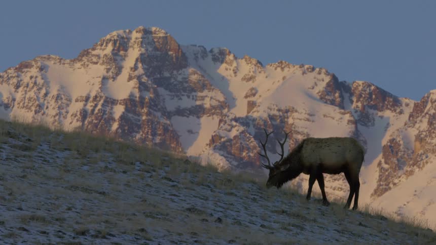 Elk grazing on the hills next to snowy mountains