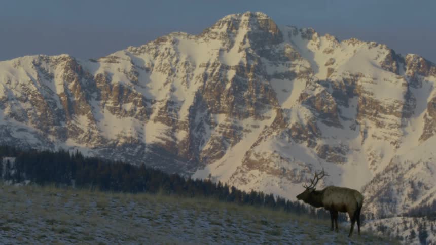 An elk standing in front of snow covered mountain range