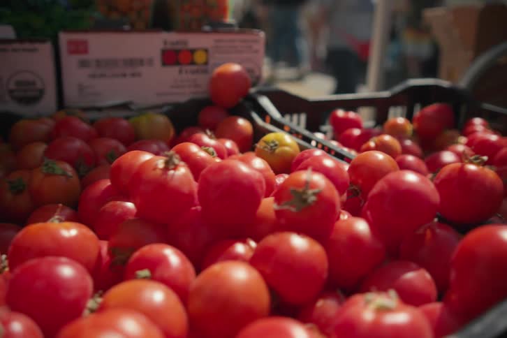 Many tomatoes in plastic boxes on display to be sold