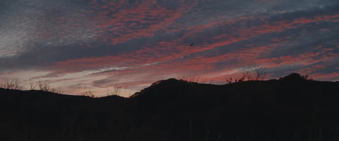 A bird flies over a hill silhouetted by the sunset