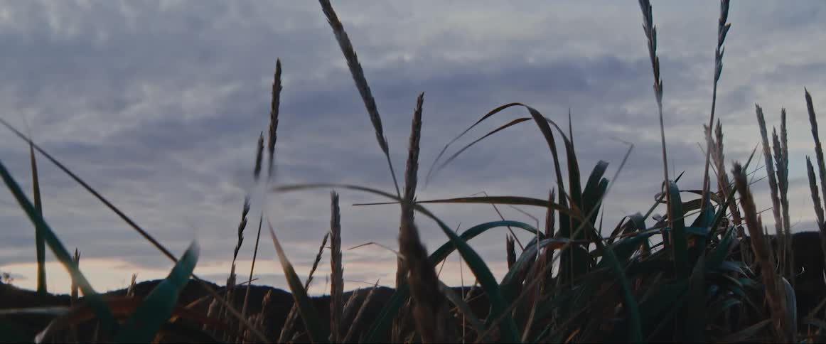 A closeup view of grass and plants with a cloudy sky in the background