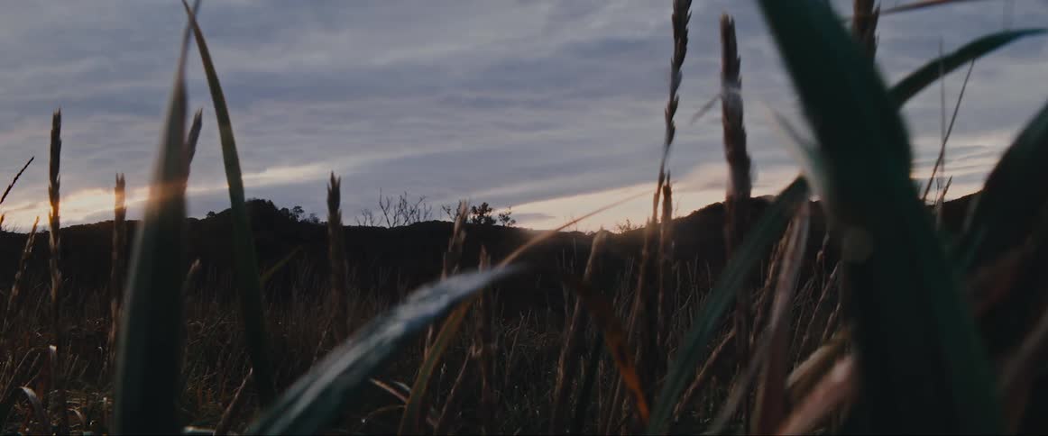 A meadow at dusk with an orange sky