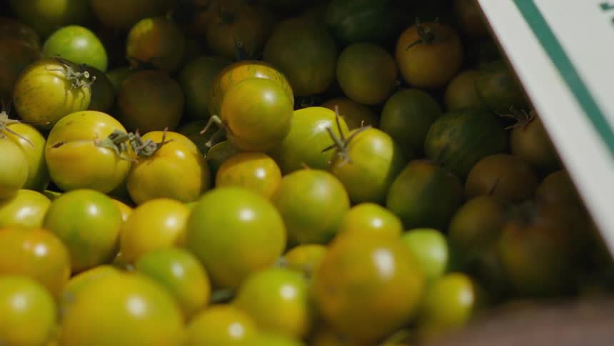 Cardboard box is filled with green tomatoes