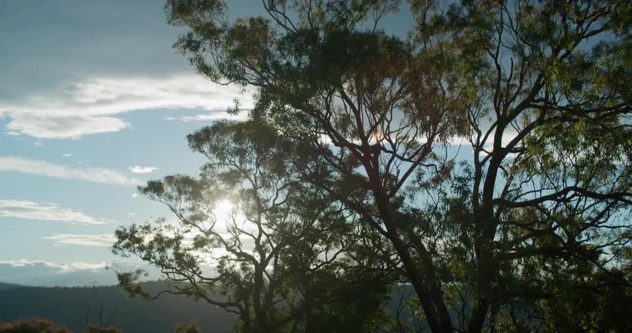 Sun shines behind a tree in the mountains