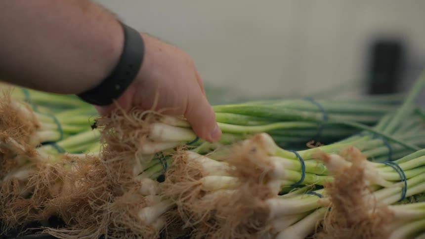 A hand of a person with a watch picks up a vegetable and observes it