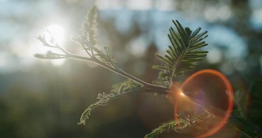 Sunlight bathing leaves of a plant in nature