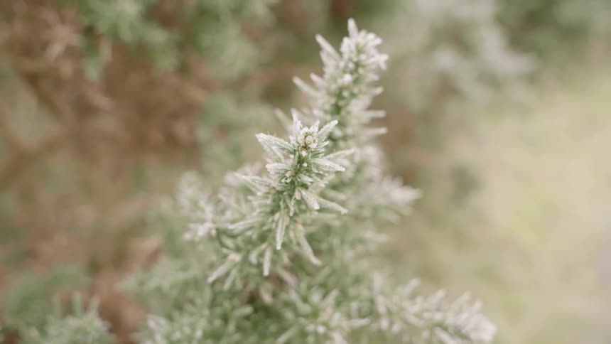 Close up of some frozen bristles on a plant outdoors