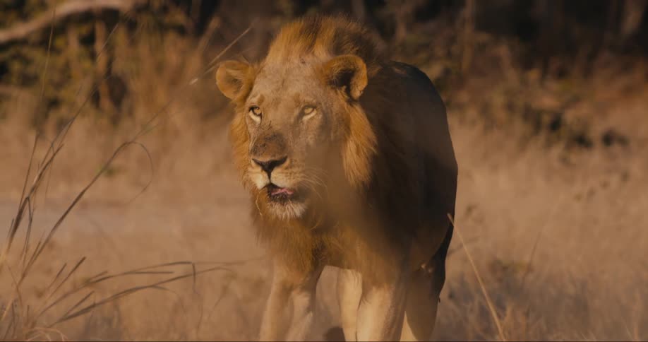 Lion with large orange mane lit up by the setting sun walks slowly through the grass in the savannah