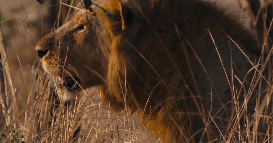 A lion walks through a field of tall dry grass