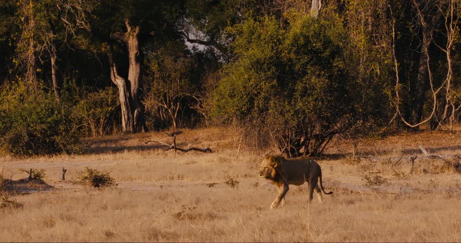 A lion walking in a sunlit grassland with trees in the background