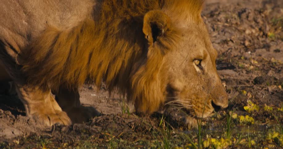 A clip of a lion feeding