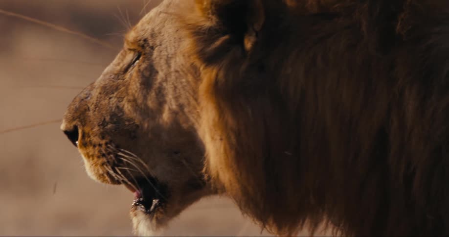 Sun shines on the face of a lion as it walks in a field and opens its mouth