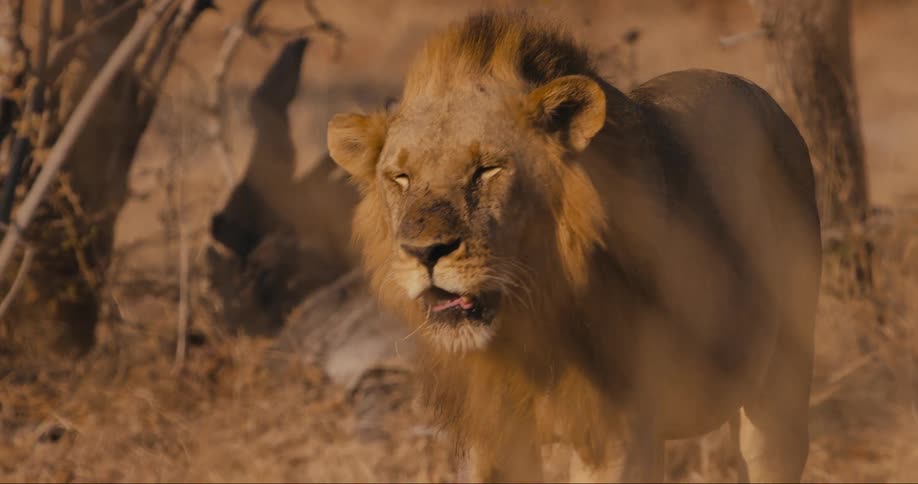 Sunlight shines upon a lion as it walks across a field
