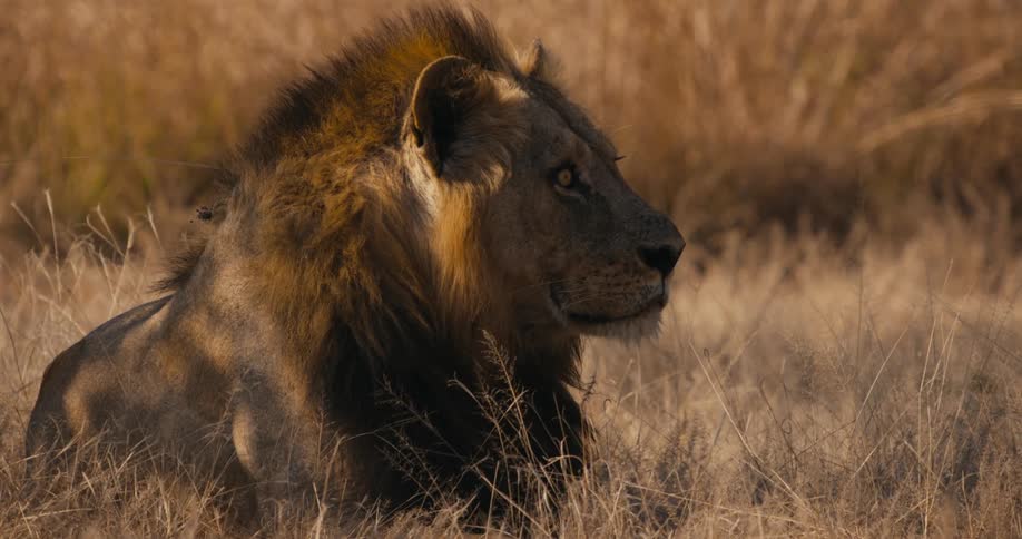 A lion lying in the grass looks around as it relaxes