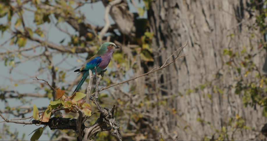 A colorful lilac breasted roller with blue wings sits perched on a tree branch in the wilds of africa