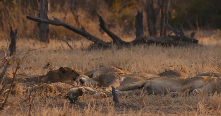 Pride of lions resting on the savanna grasslands at sunset