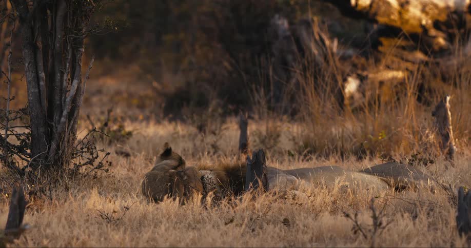 A clip of lions in the jungle
