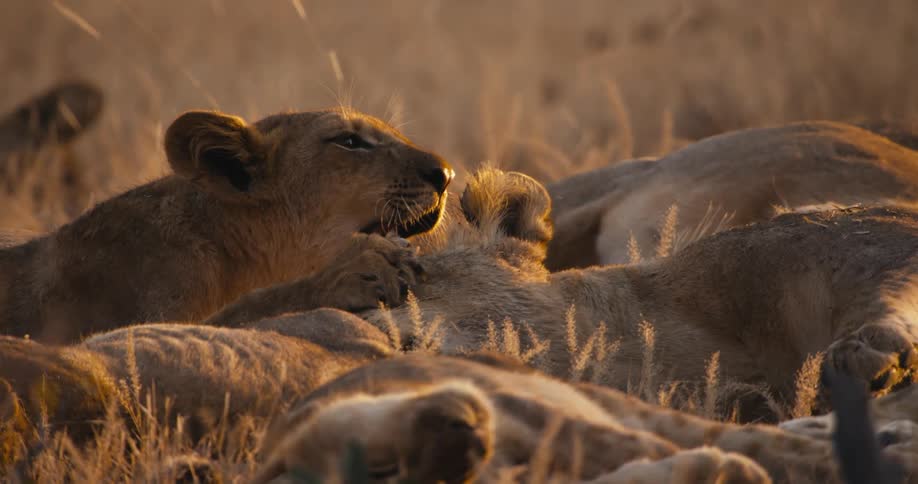 A group of lions recline in the grass while one grooms another