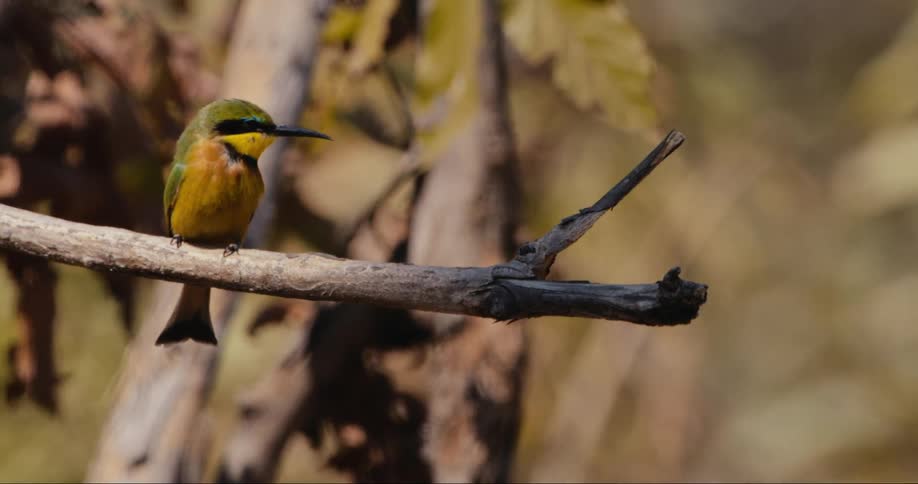 A bird flies from the branch