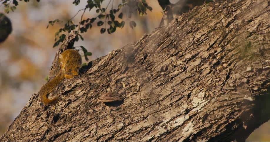 A squirrel stands on a tree branch and turns around