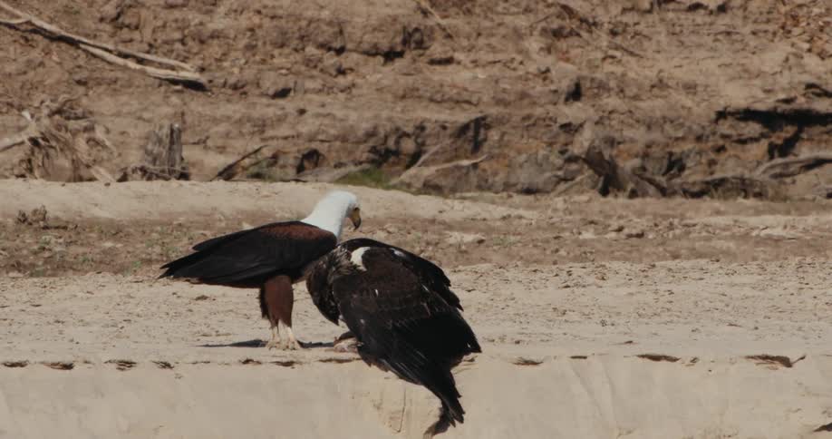 An eagle and a vulture standing in the hot desert