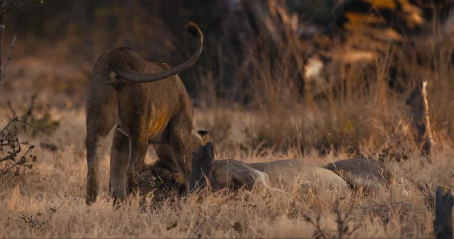Lioness cuddles with a lion resting in the grasslands