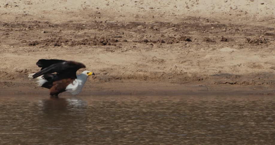 African fish eagle standing on the shoreline of a river in the desert takes flight