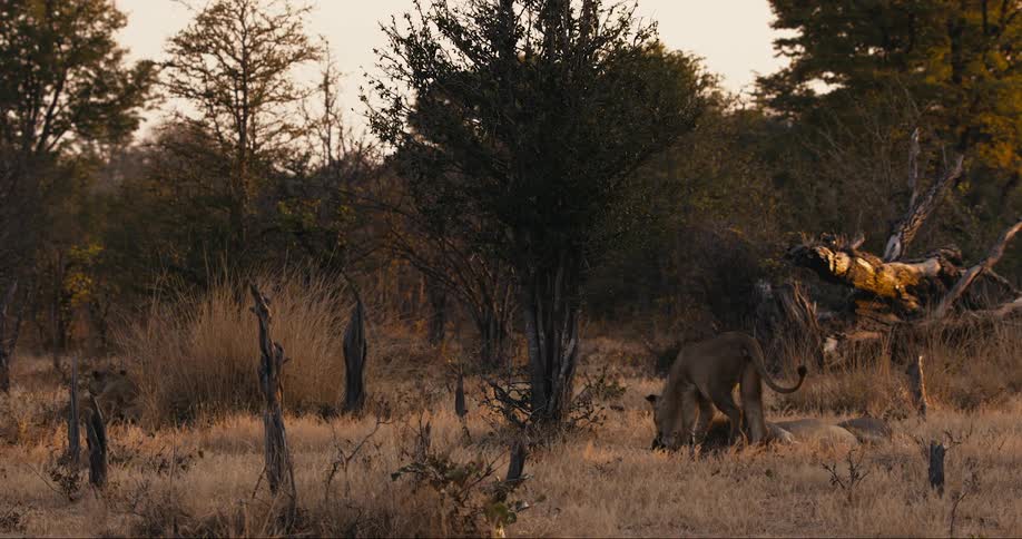 A lion walks across a grassy field and nuzzles the face of a sleeping lion
