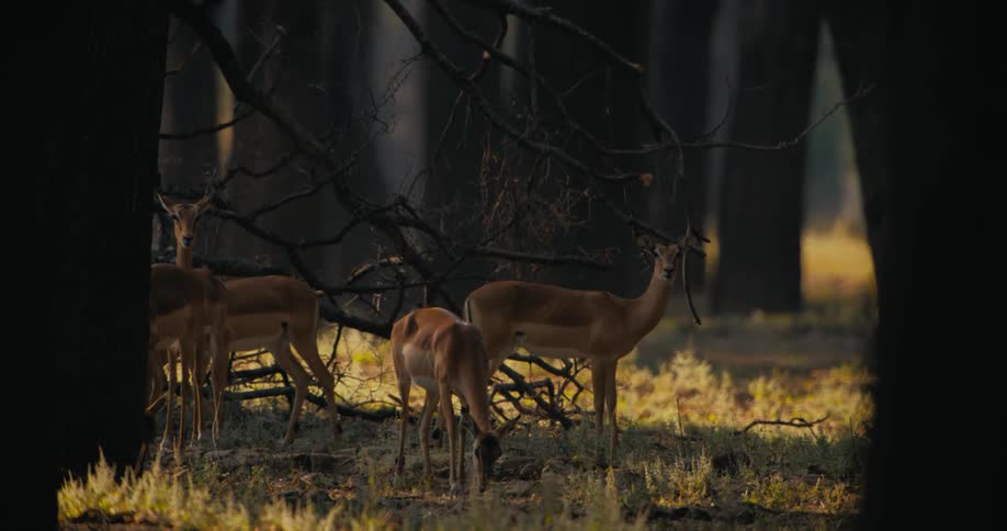A clip of antelopes grazing