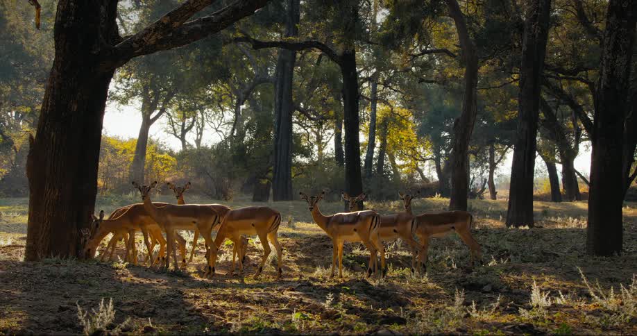 A clip of antelopes grazing in the jungle