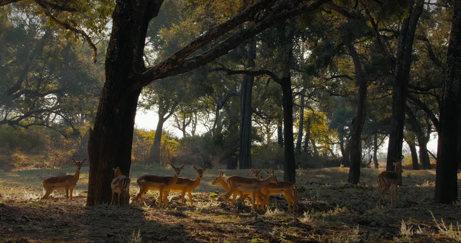 Tranquil scene of a herd of deer grazing in the forest