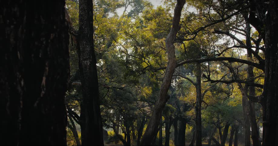 A forest scene with tall trees and dry grass illuminated by sunlight