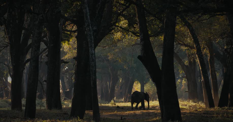 A clip of an elephant in the jungle