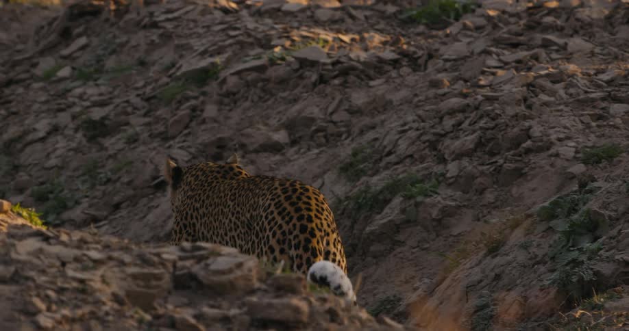 A leopard walking on the bed of a dry river