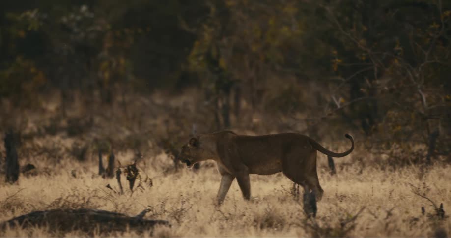 A lion walking around out in a savannah area