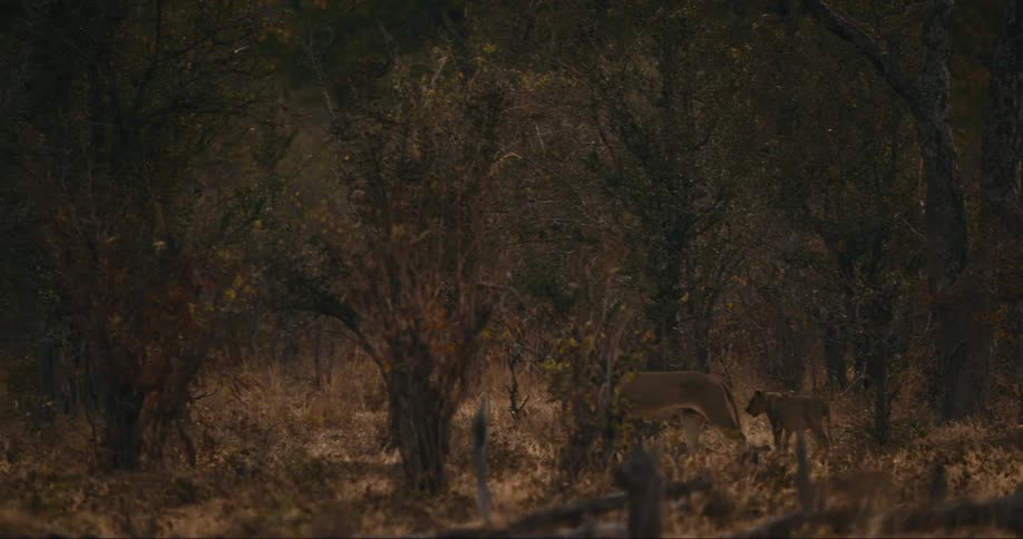 Some lions walking around in a savannah