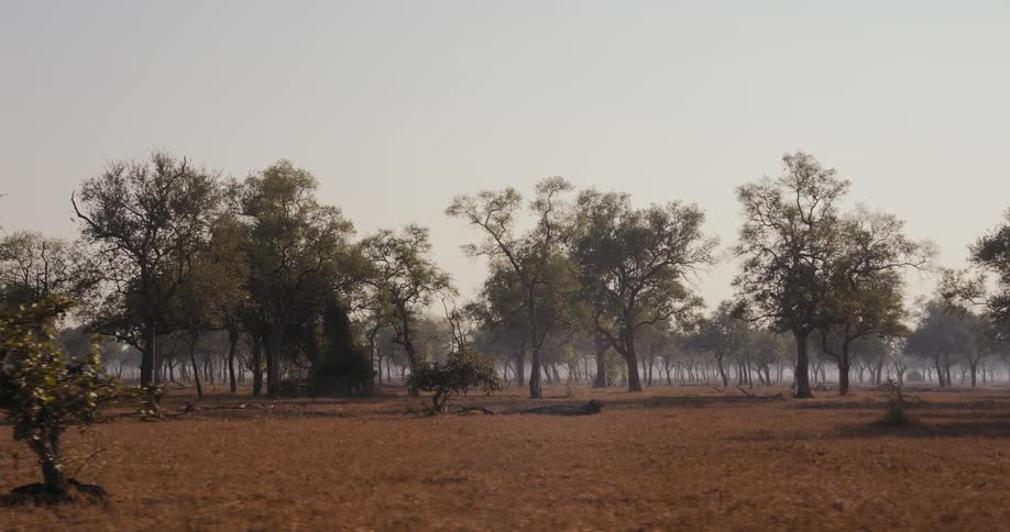 A view of a field with trees in the distance