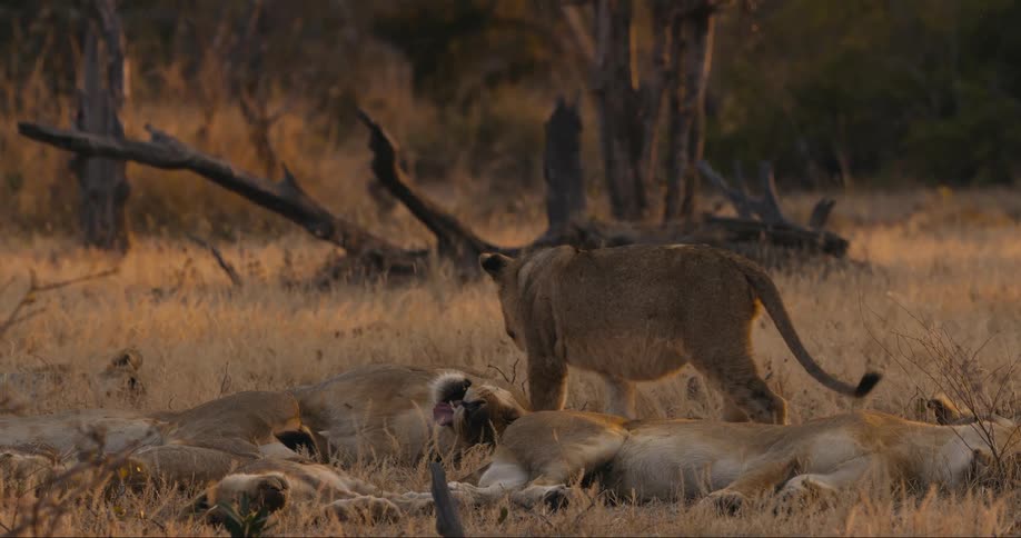 A pride of lions resting on the african grasslands