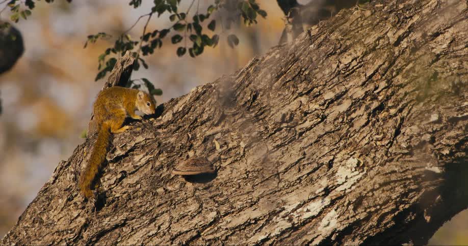 A closeup of a squirrel perched on the side of a tree