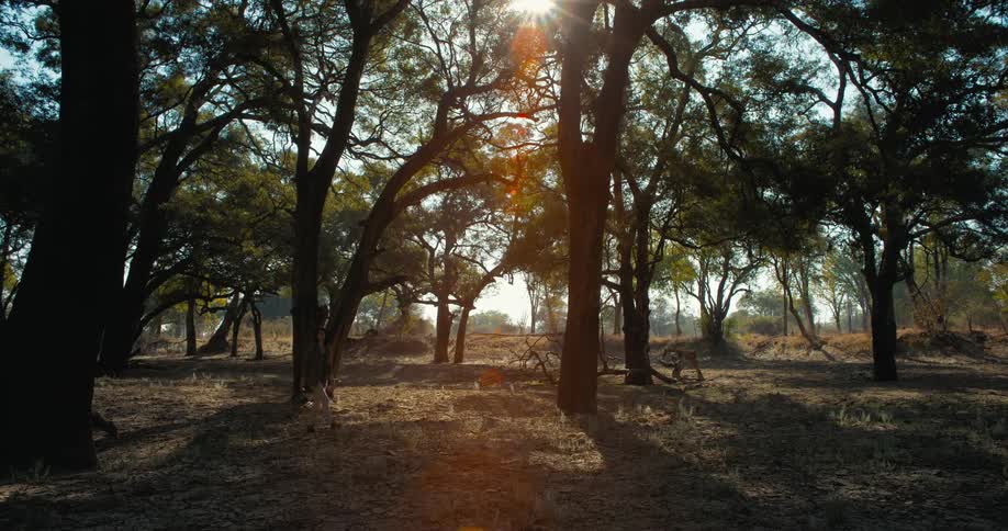 A woman walking around in a forest during a sunny day