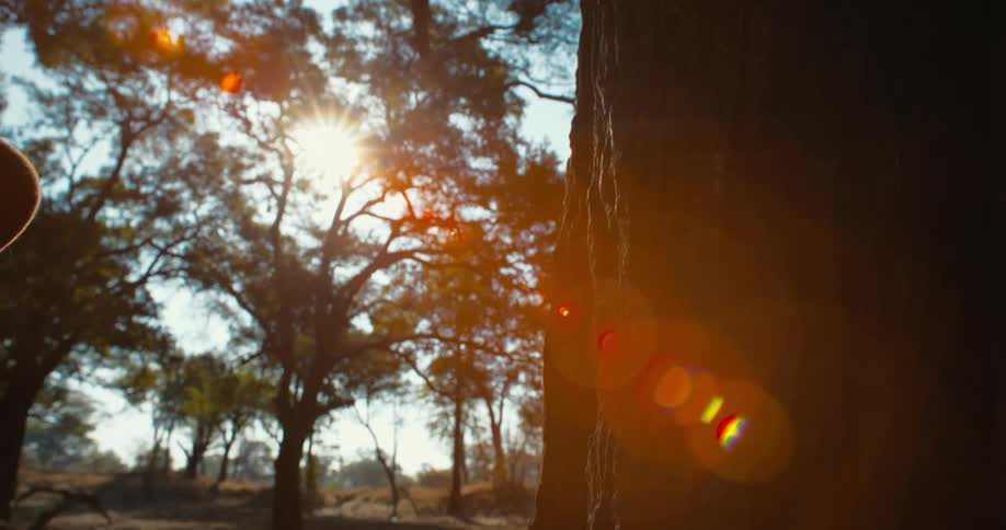 A woman touches the bark on the tree