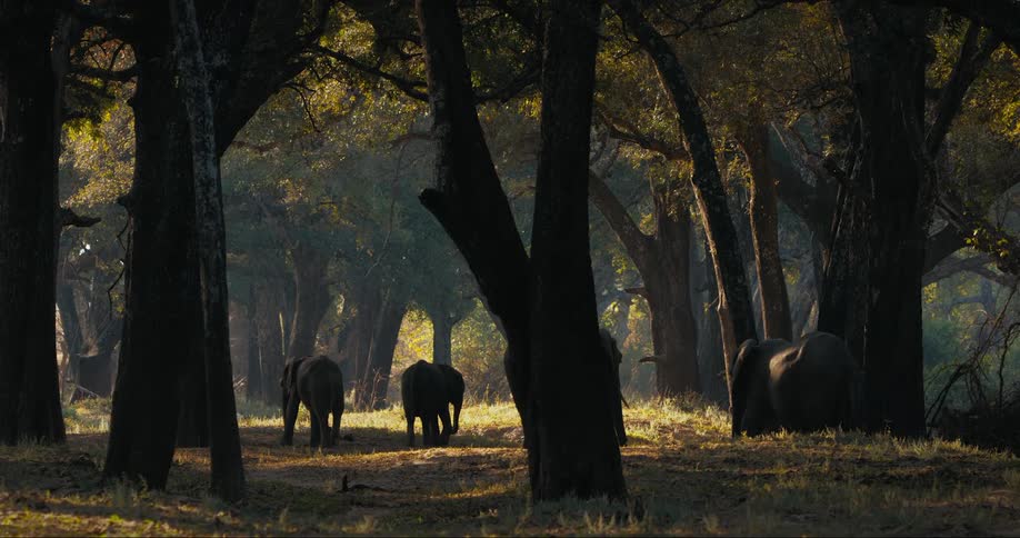 Elephants are grazing in a field under shade trees