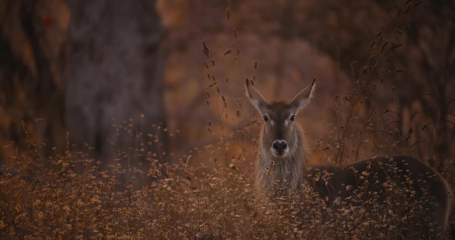 A waterbuck standing in the forest looking at the camera