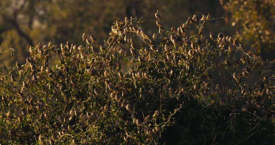 Flock of birds crowds branches of tree