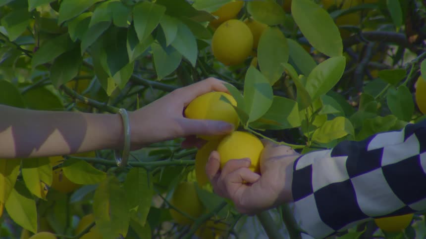 Two friends holding two pairs of lemon from the tree