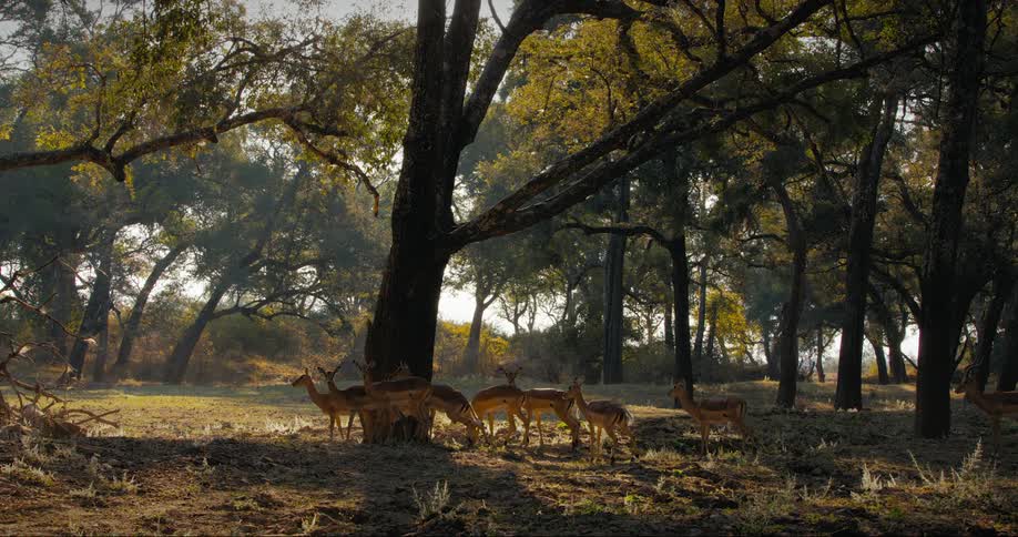 A group of deer stand within a grove of trees while being cautious